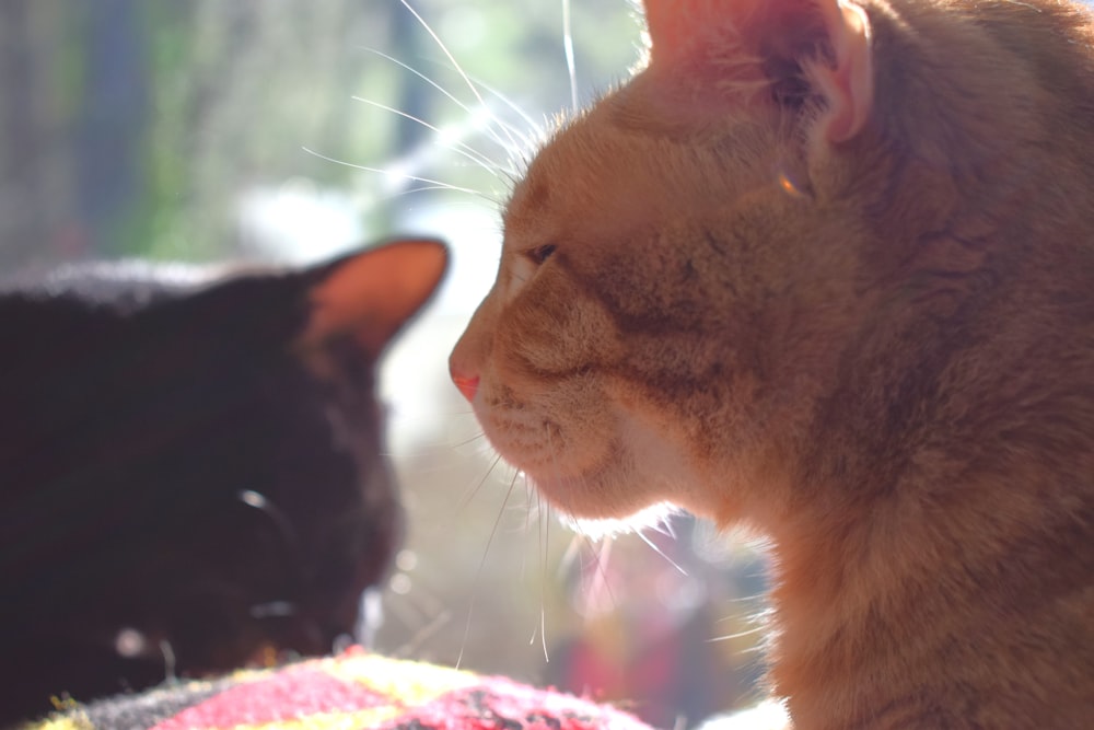 a close up of two cats near one another