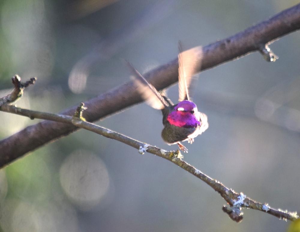 a hummingbird perches on a tree branch