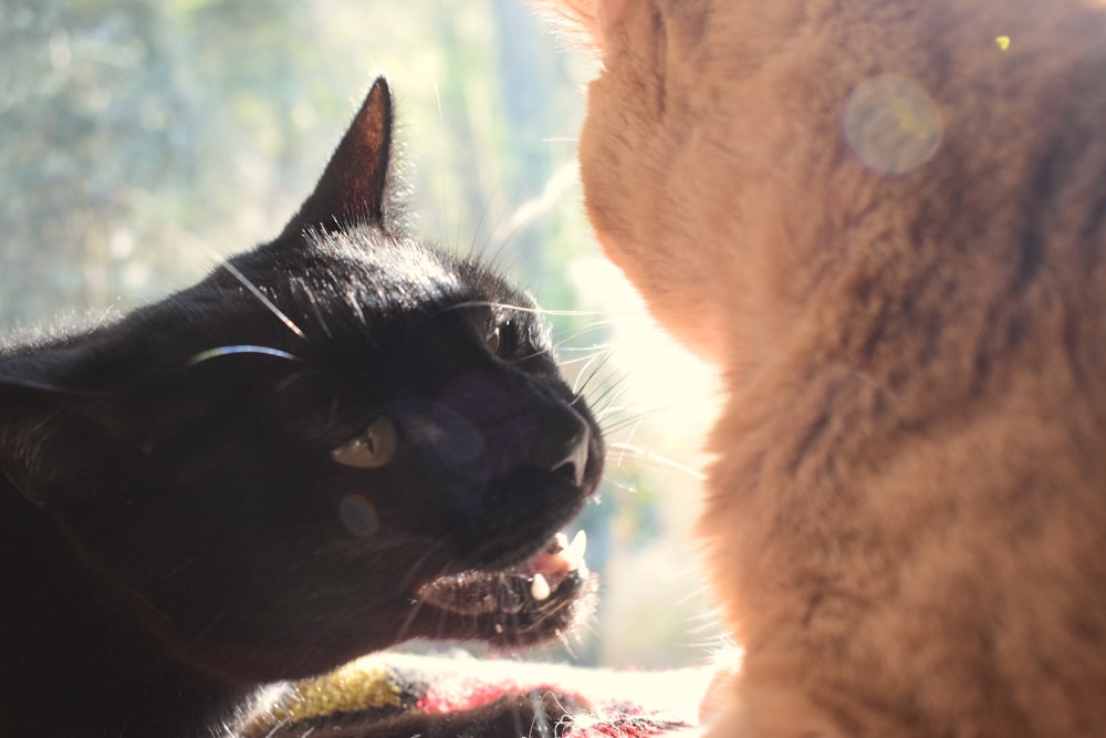 a black cat sitting next to a brown cat