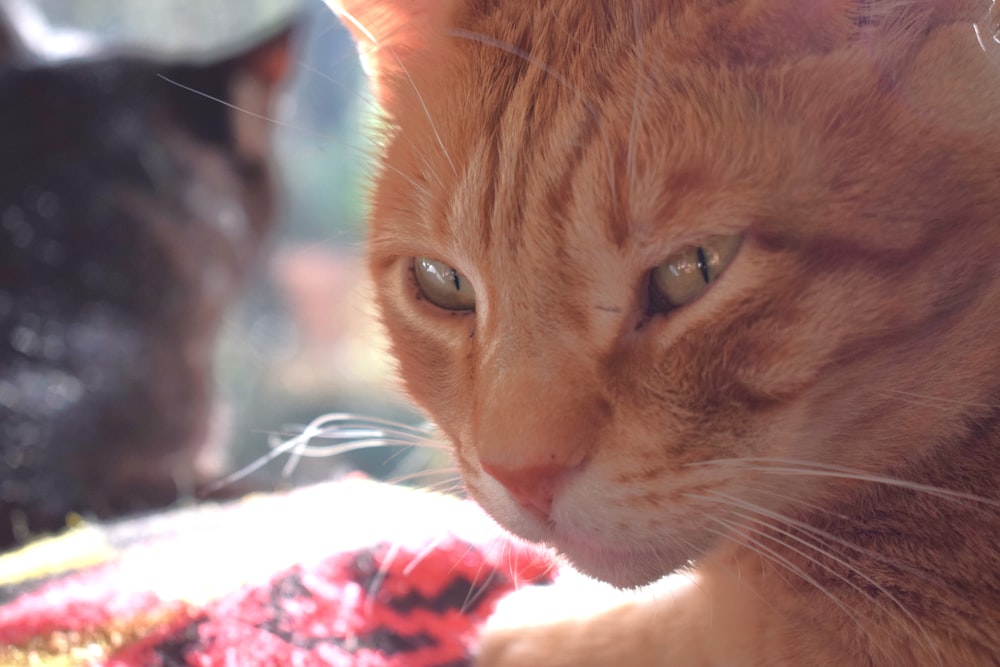 a close up of a cat laying on a blanket