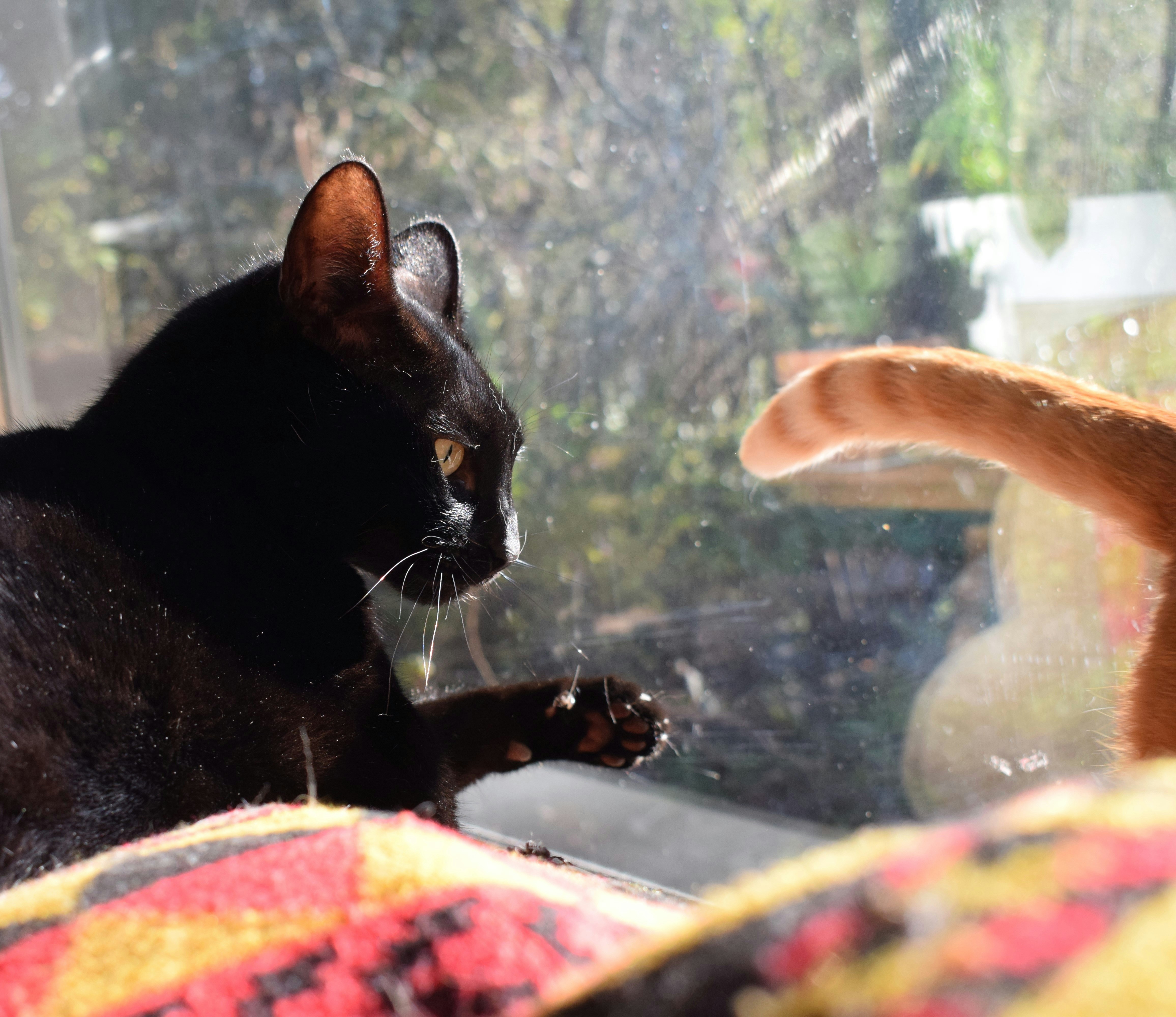 Celebrating Every Cat’s Unique Way of Loving (image credits: unsplash)