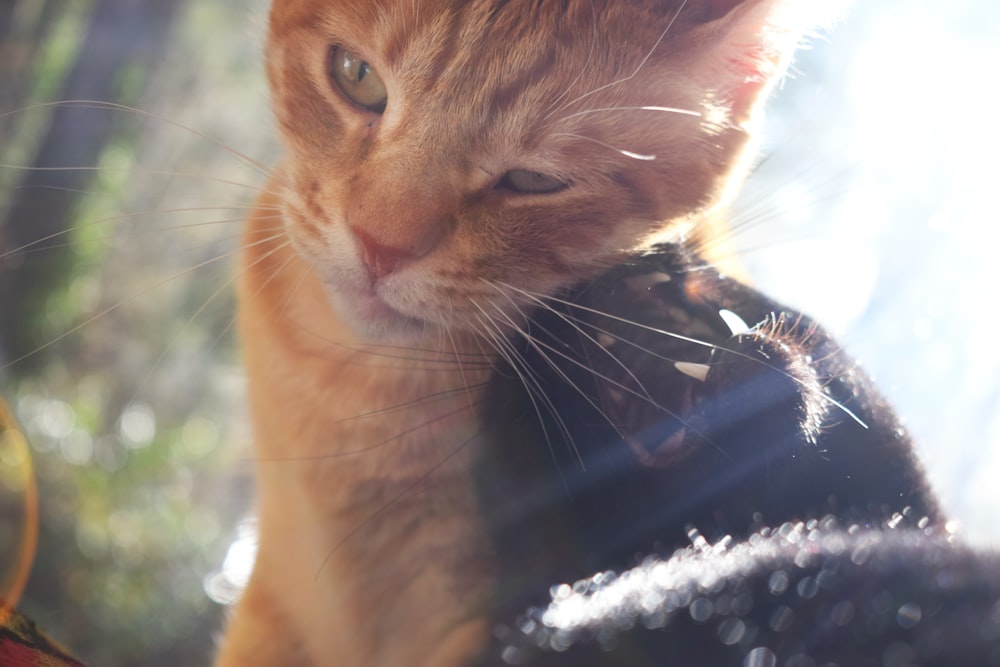 a close up of a cat near a window