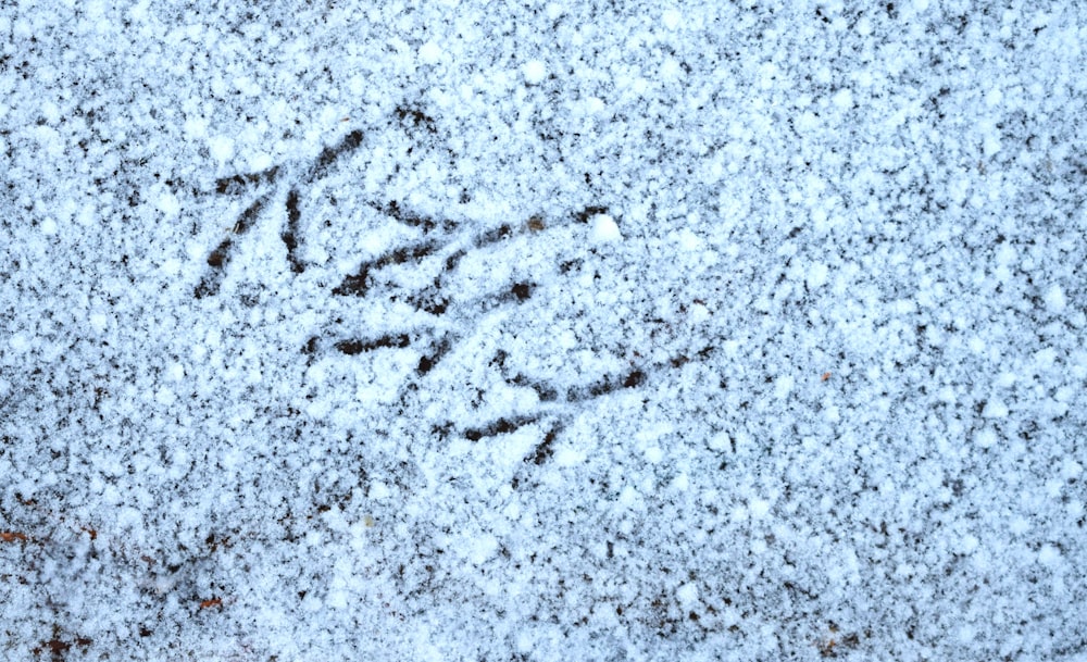 a bird's foot prints in the snow