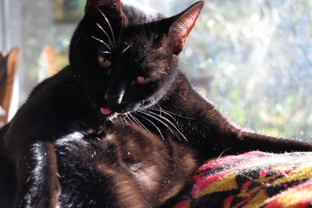 a black cat laying on top of a blanket