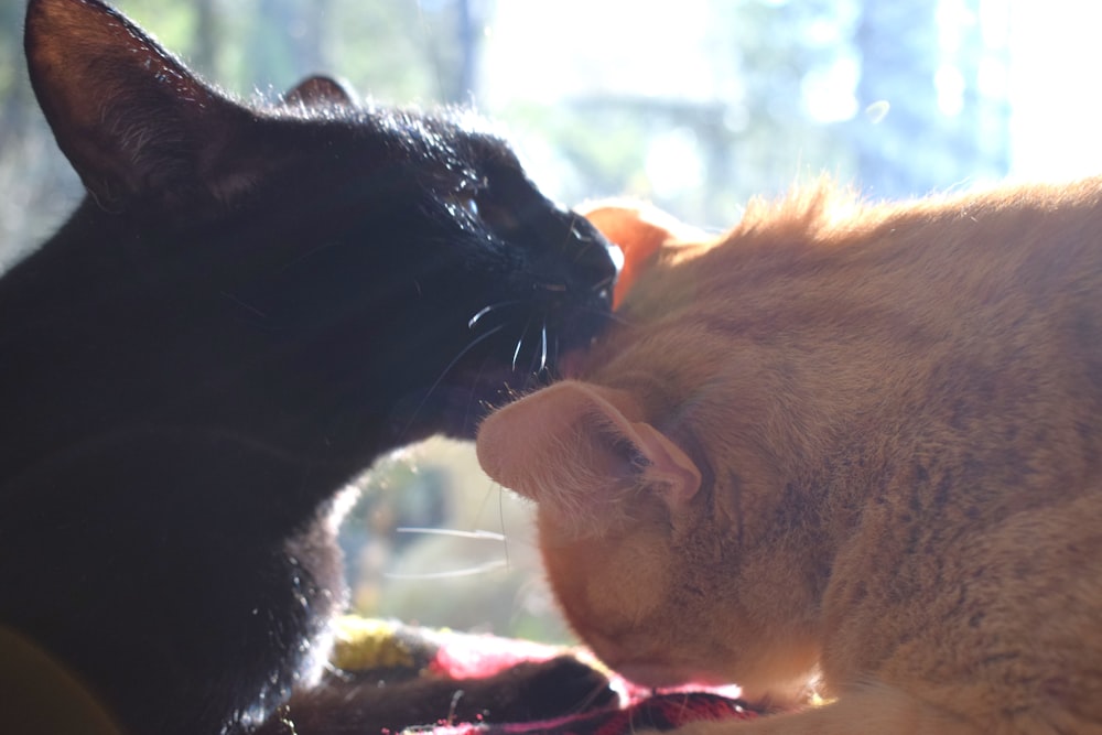 a black cat and a orange cat are sharing a kiss