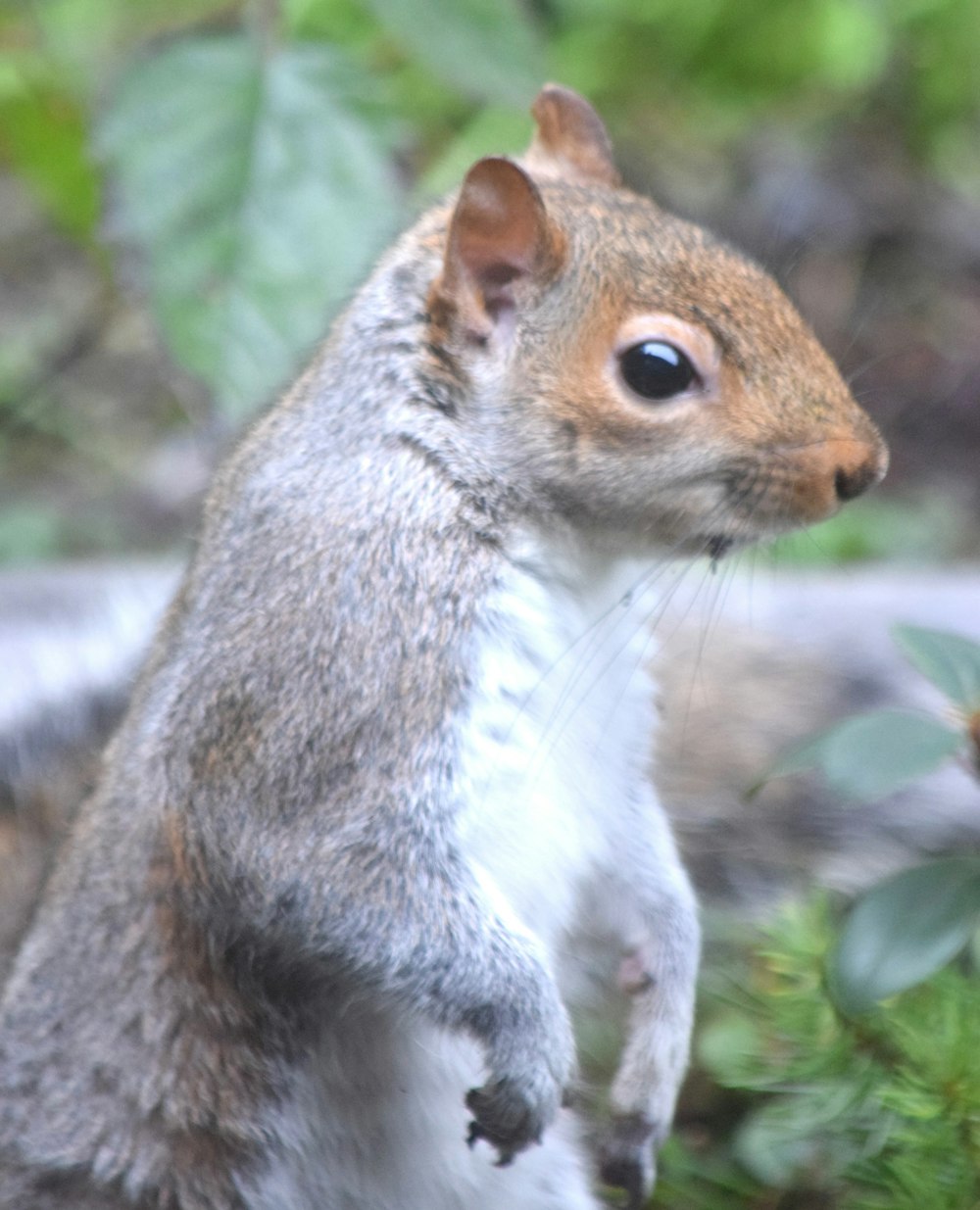 a close up of a squirrel on a tree branch