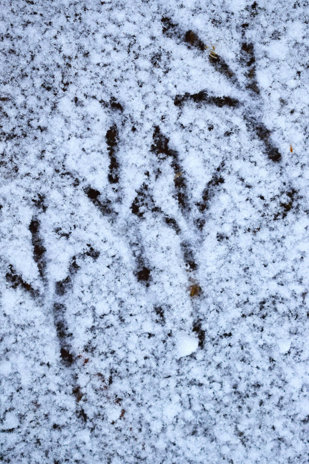 a close up of a snow covered ground with writing on it