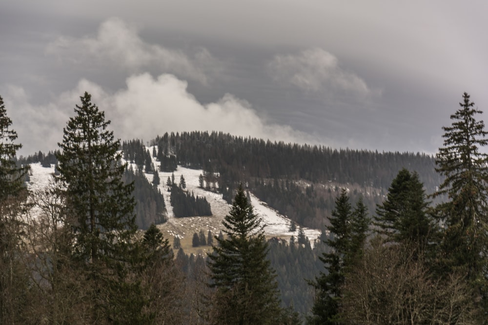 a mountain covered in snow surrounded by trees