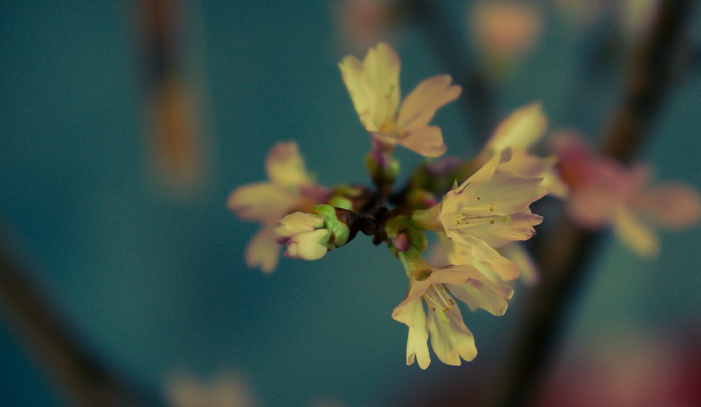 a close up of a small yellow flower