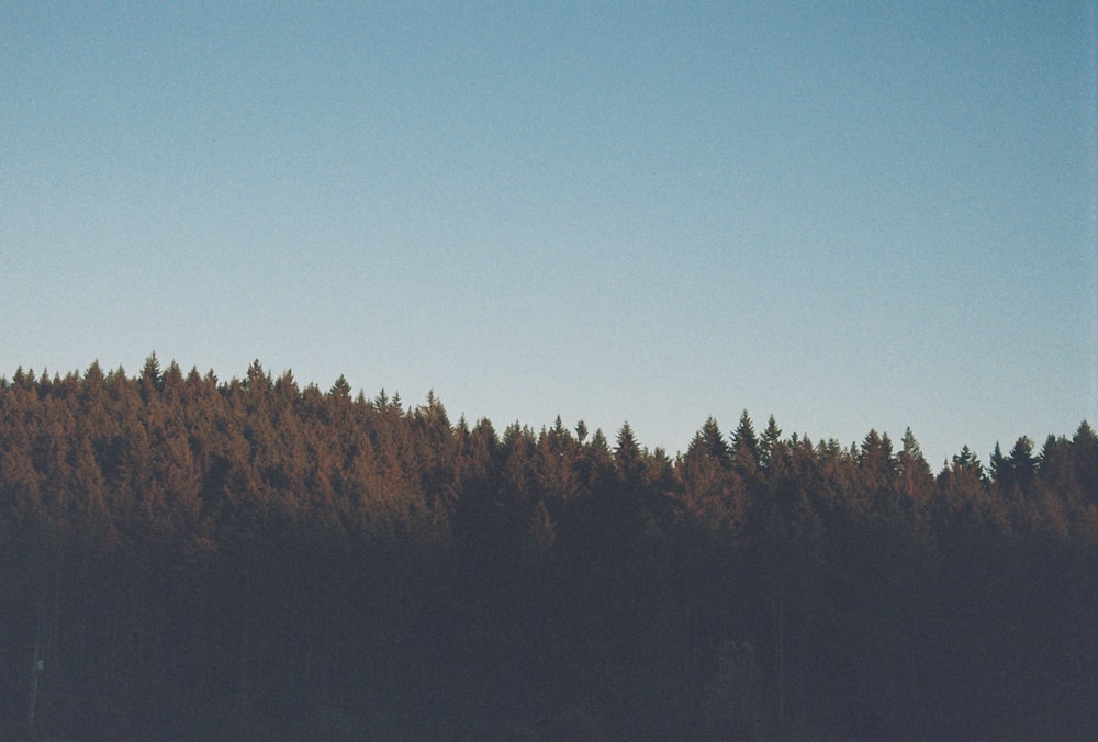 a plane flying over a forest of trees