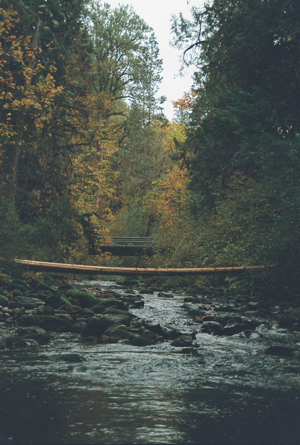 a bridge over a river in the middle of a forest