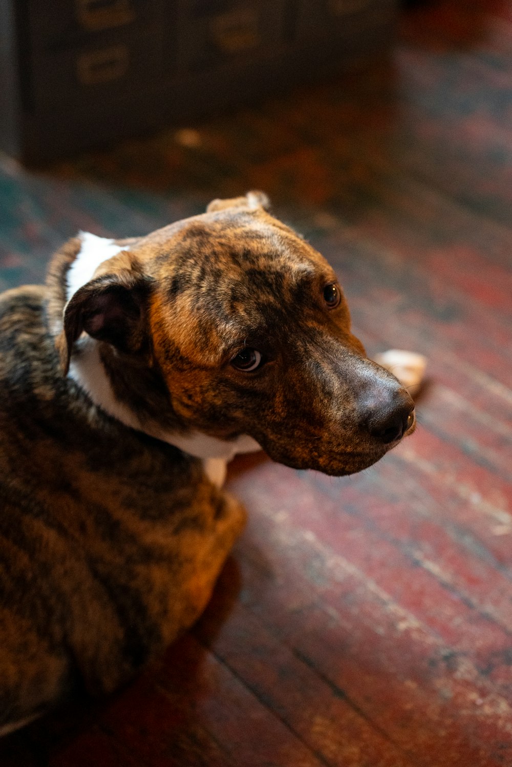 a brown and white dog sitting on top of a wooden floor