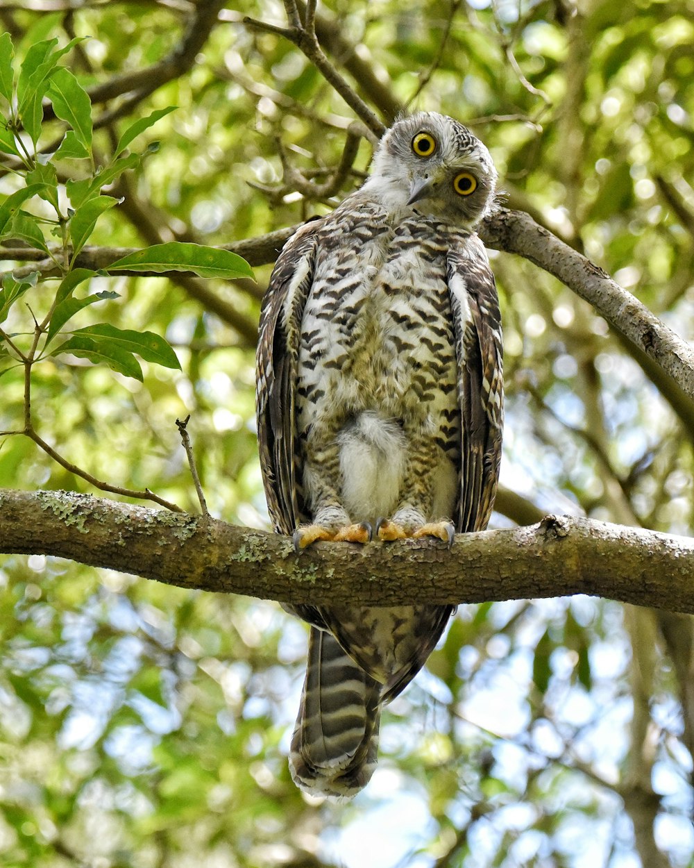 an owl is perched on a tree branch