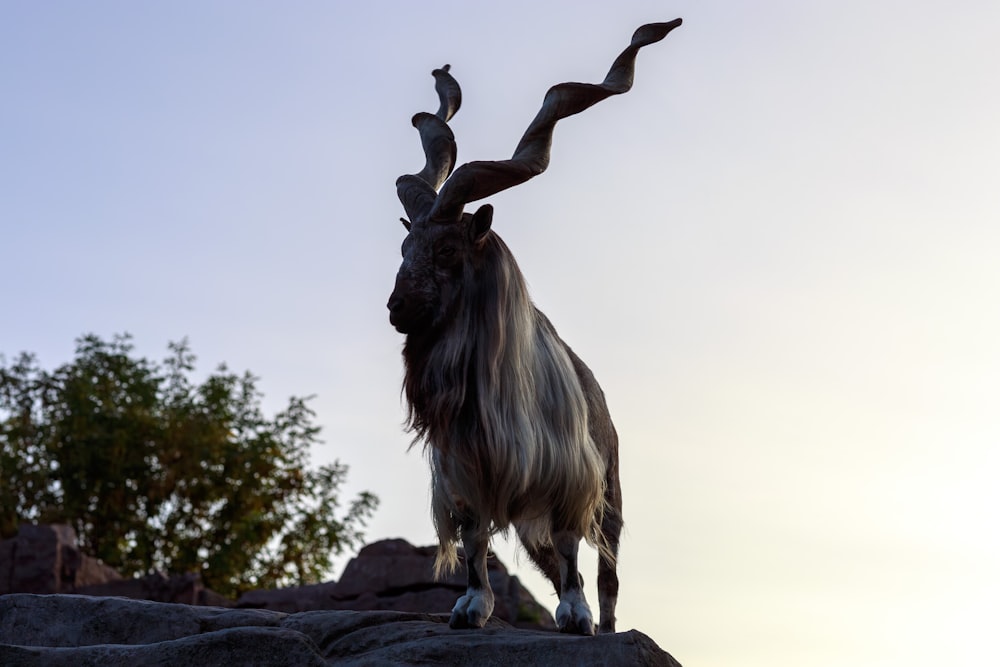 a horned animal standing on top of a rock