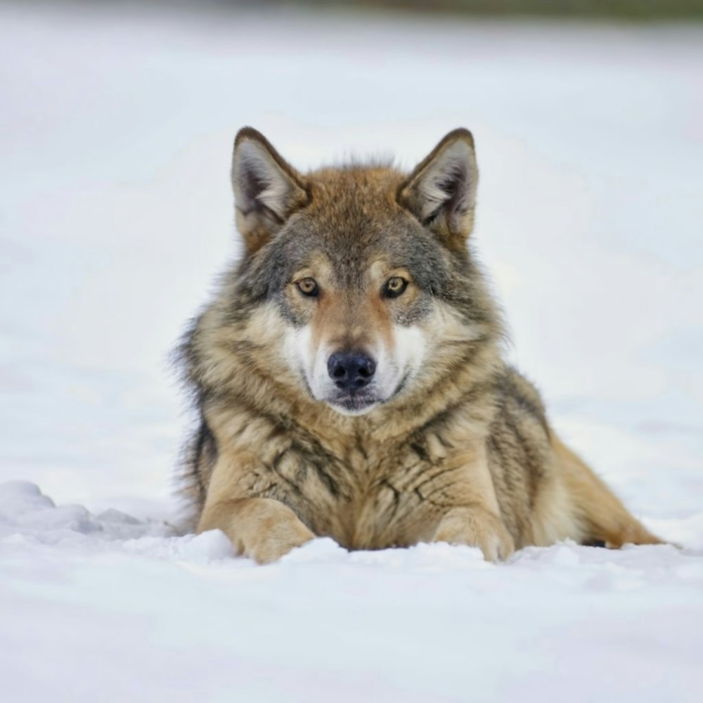 a wolf laying in the snow looking at the camera