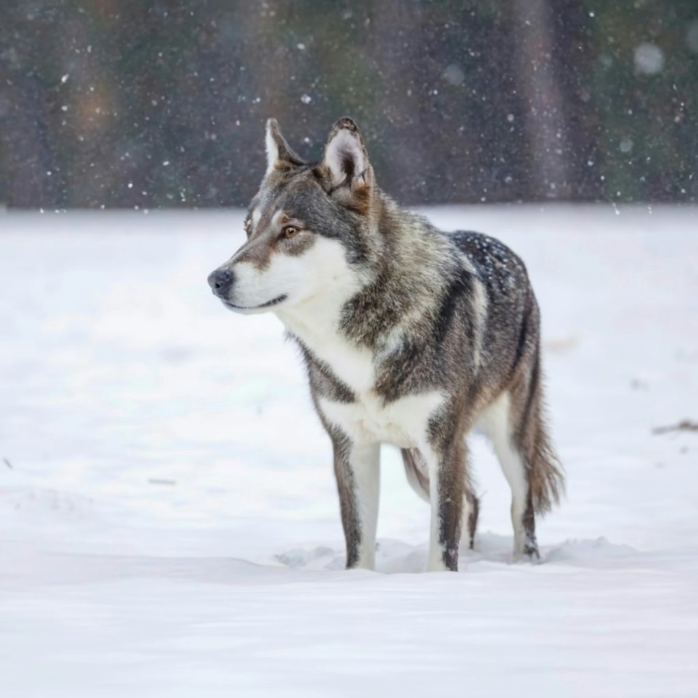 a wolf standing in the snow looking at something