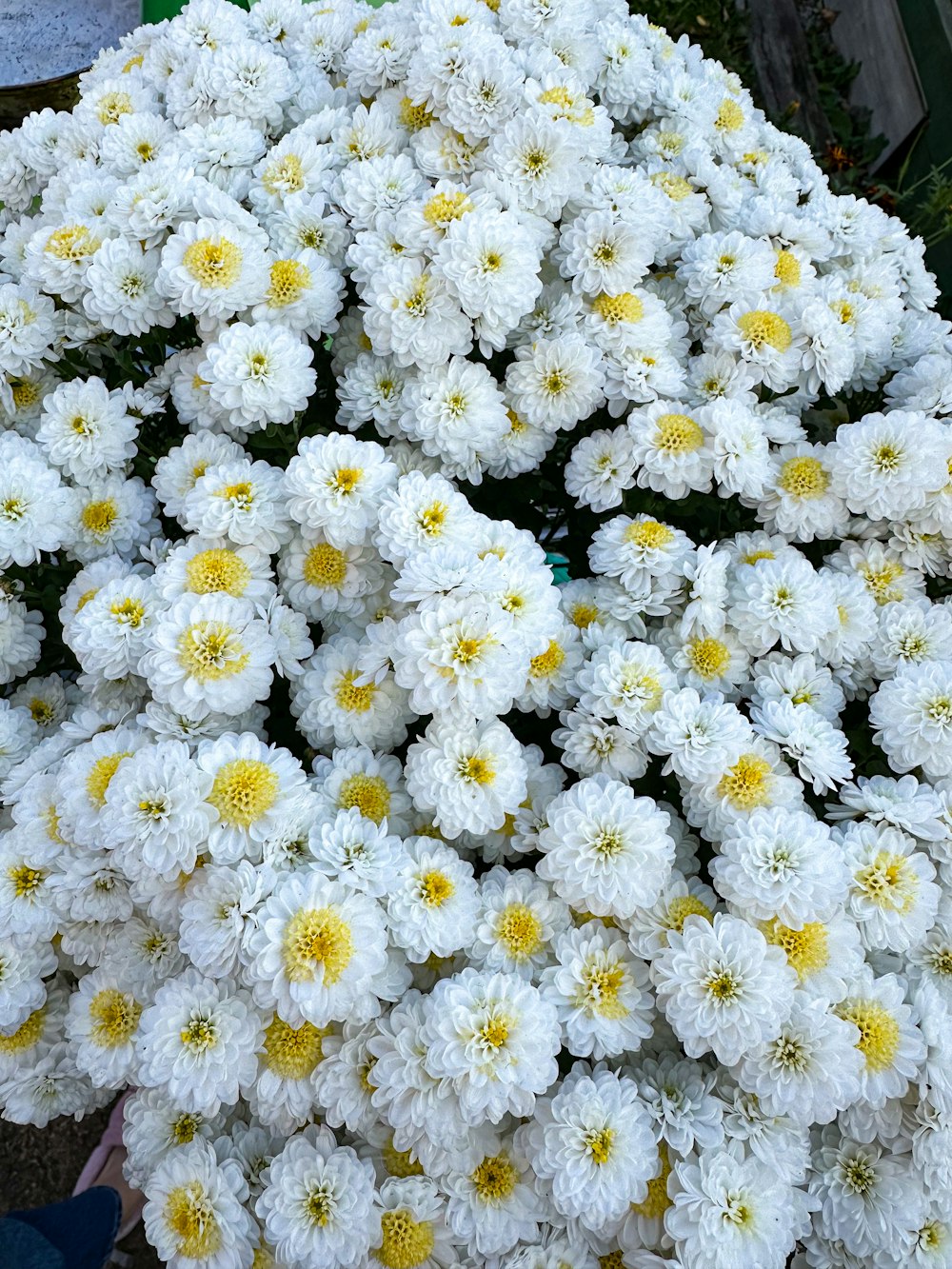 a bunch of white and yellow flowers in a garden