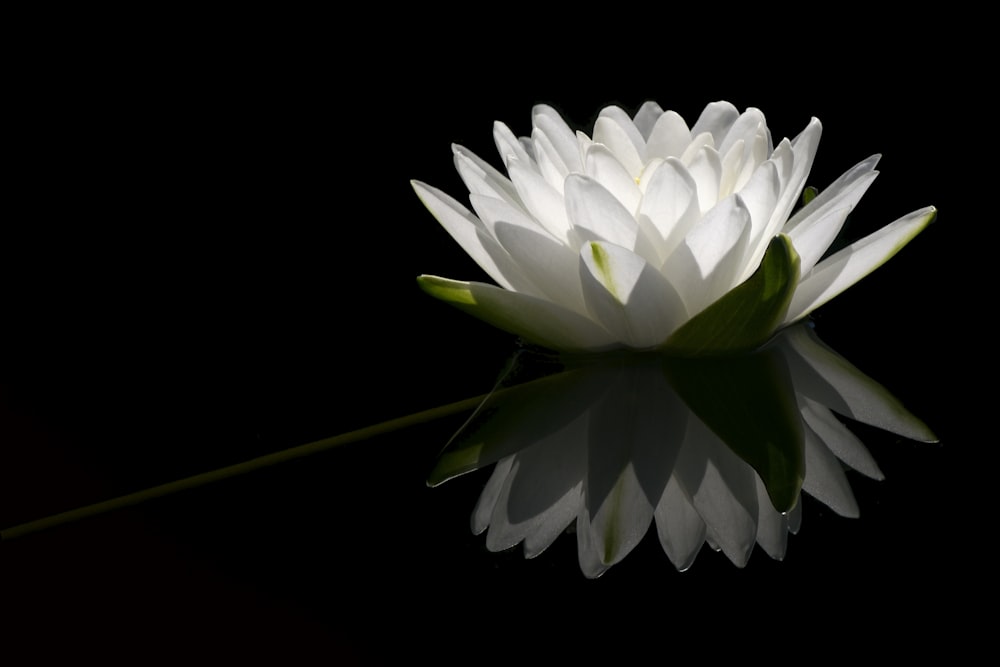 a large white flower sitting on top of a body of water