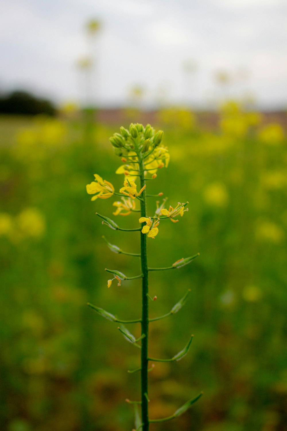 a yellow flower in a field of yellow flowers