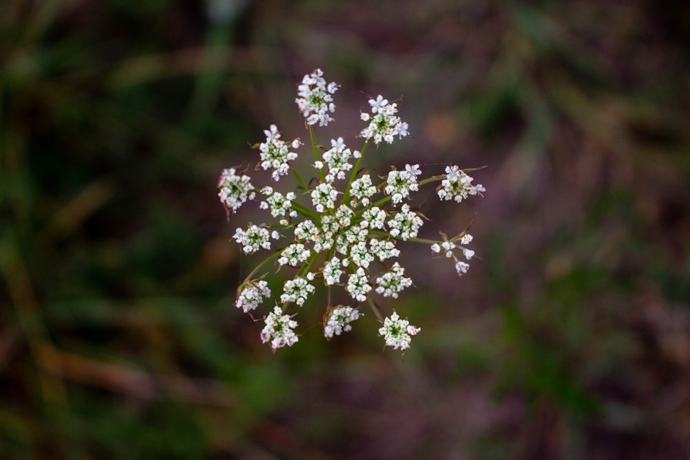 a close up of a small white flower