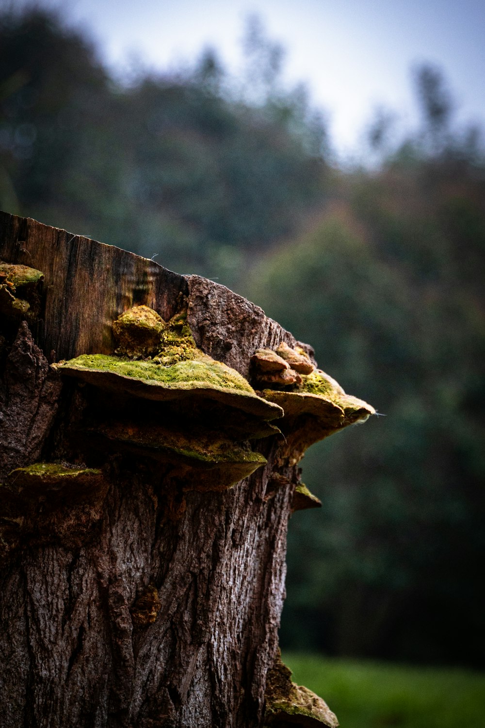 a tree stump with moss growing on it