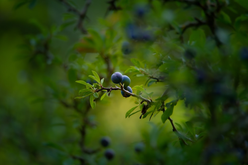 ein Zweig mit ein paar Blaubeeren drauf