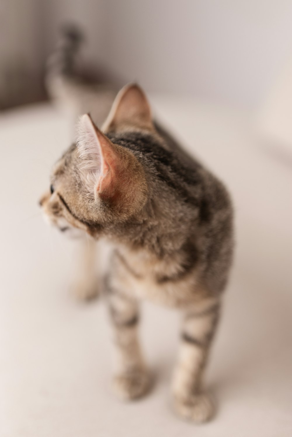 a cat standing on top of a white counter