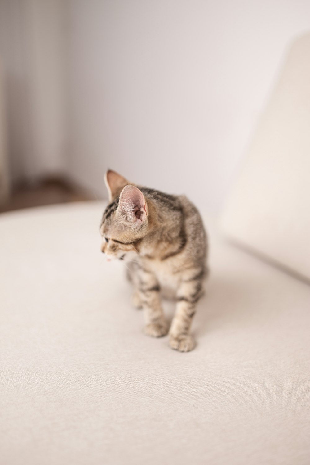 a small cat walking across a white bed