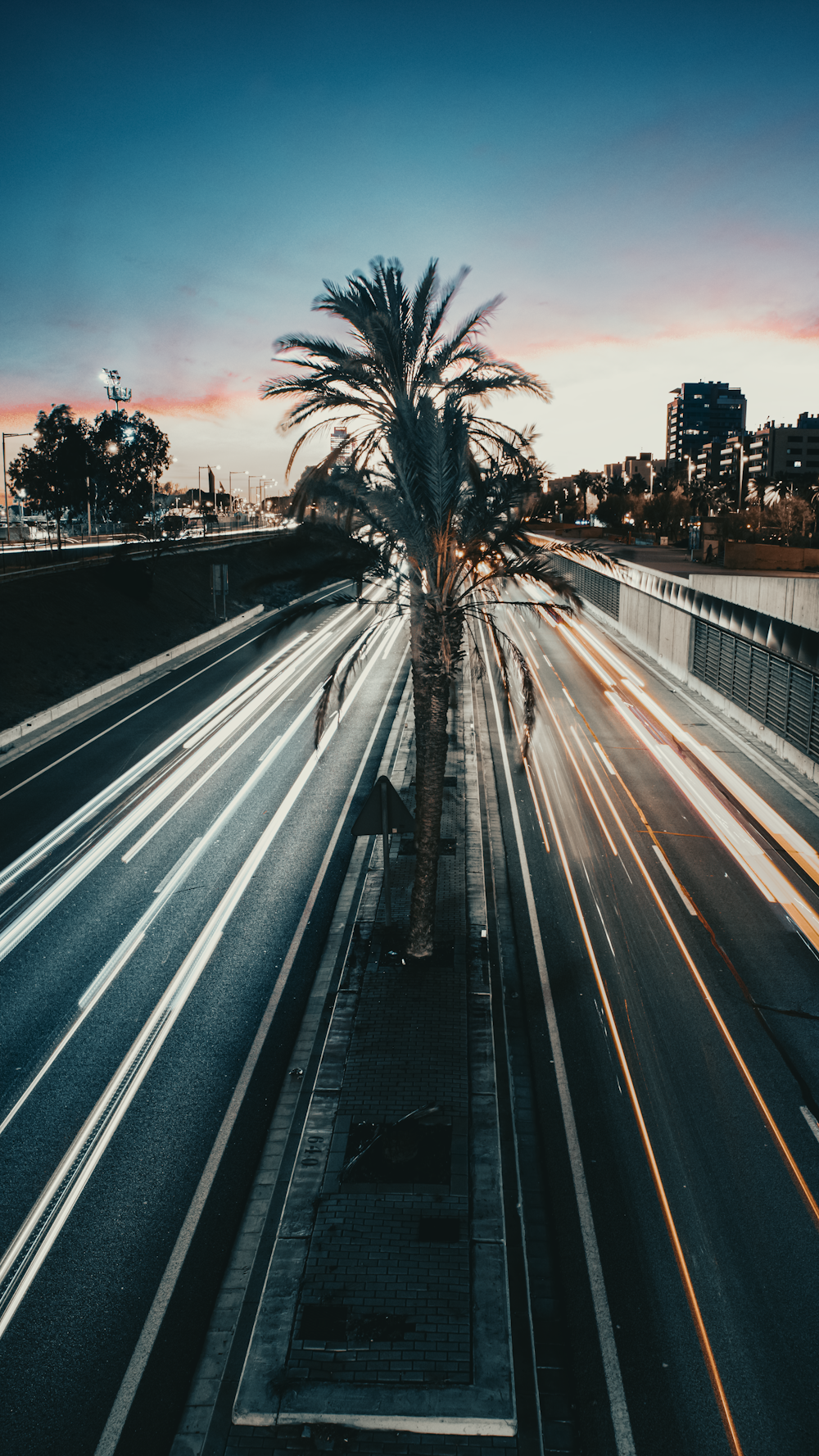 a palm tree sitting on the side of a road