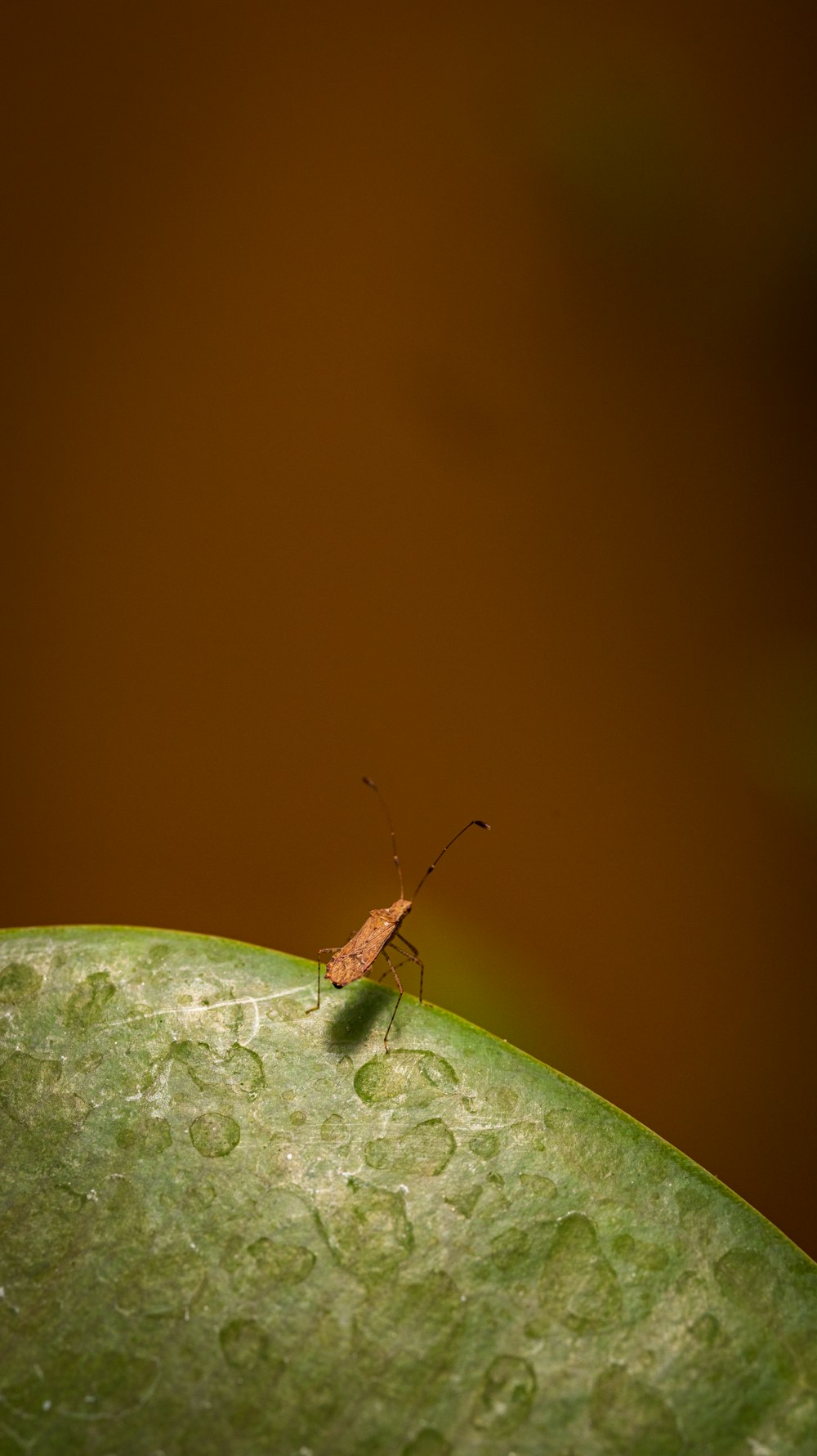 a bug sitting on top of a green leaf