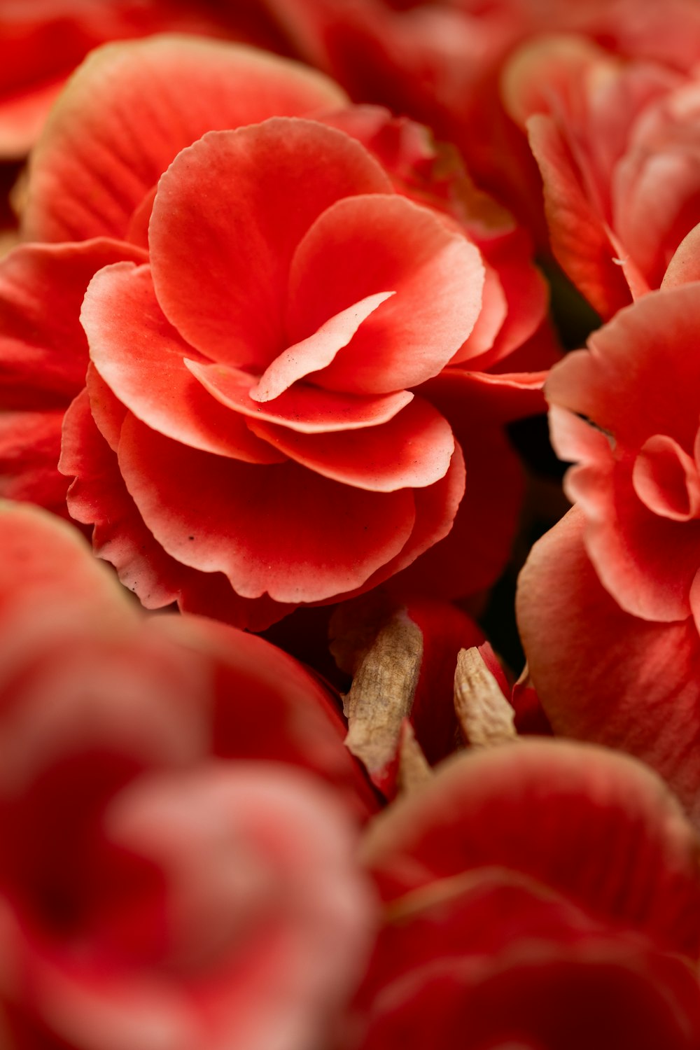 a bunch of red flowers that are in a vase