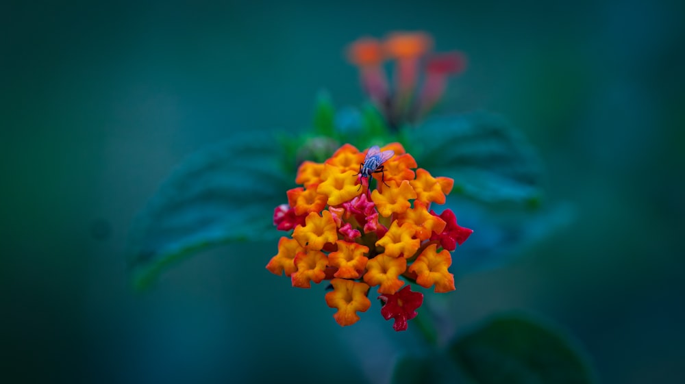 a close up of a small orange and yellow flower