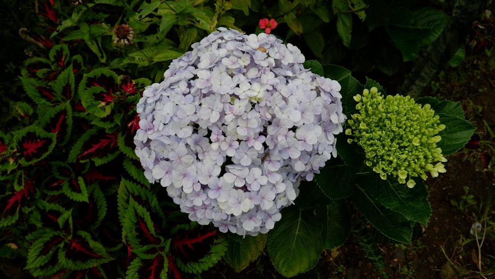 a close up of a purple and green flower