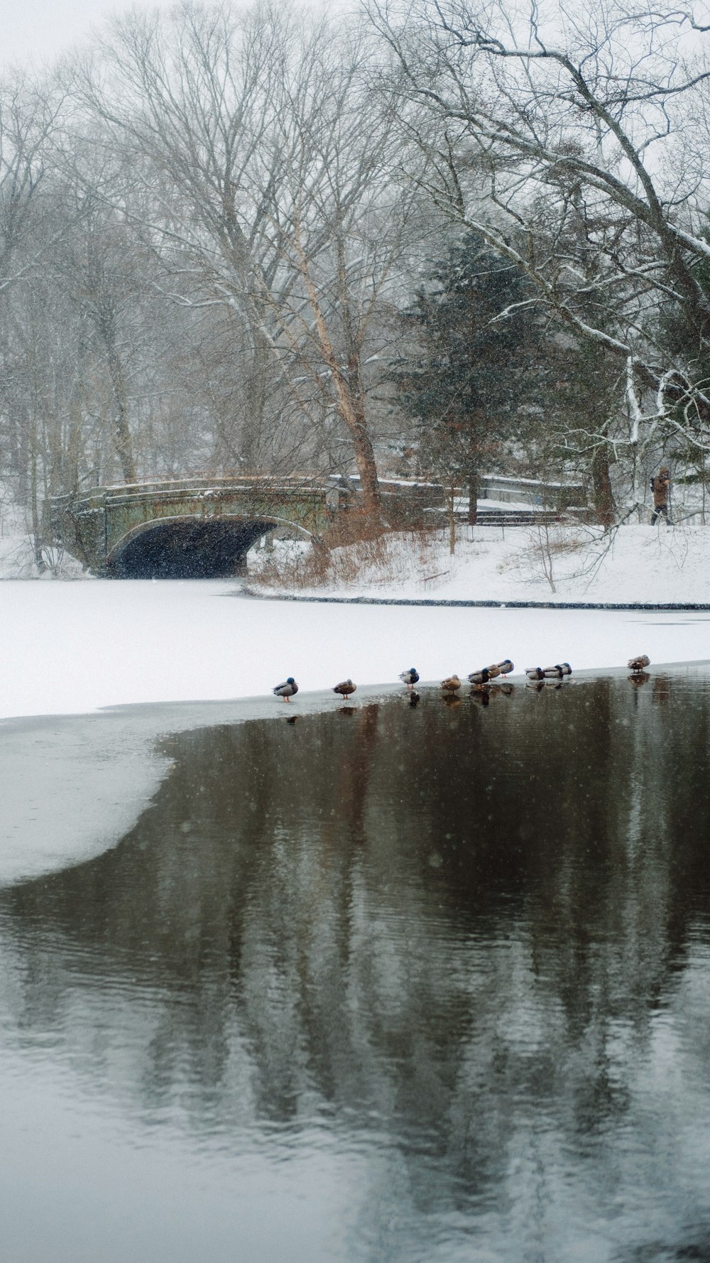 a flock of birds standing on top of a frozen lake