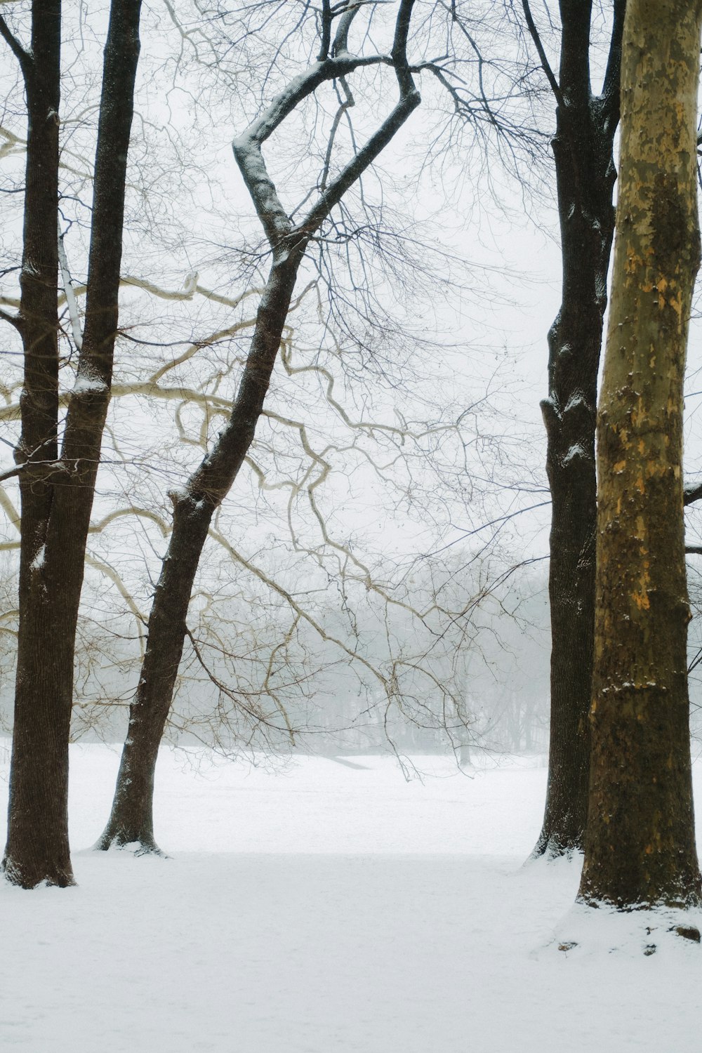 eine Person, die durch einen verschneiten Wald geht