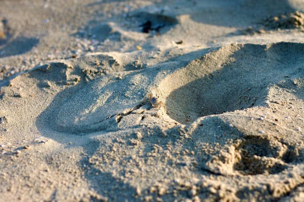 a bird's footprints in the sand on a beach