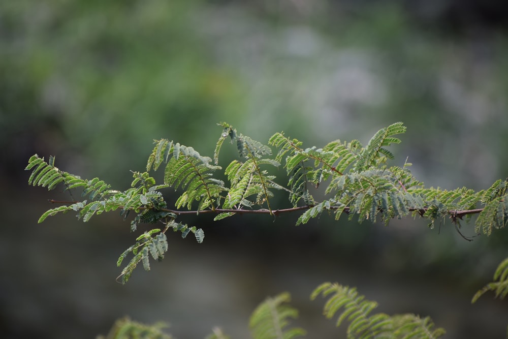 a close up of a tree branch with leaves