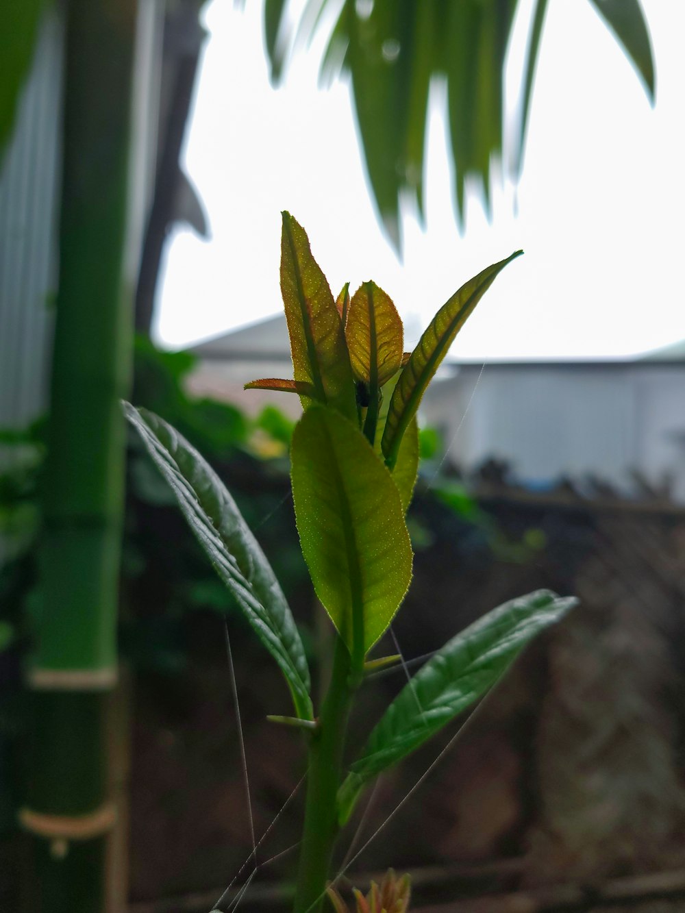 a close up of a green plant with yellow flowers