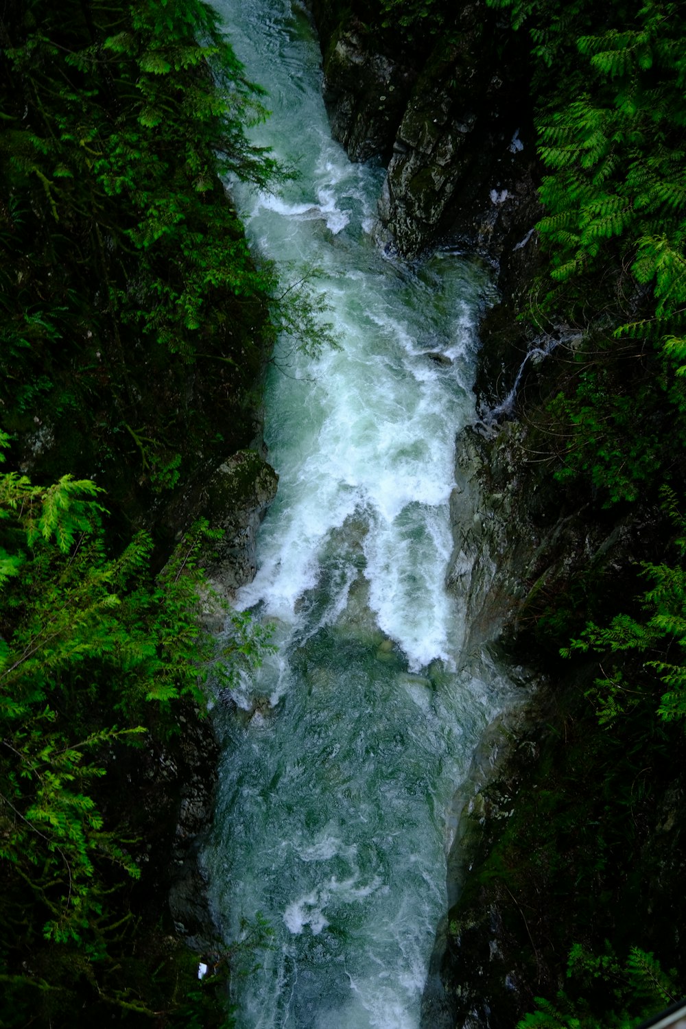 a river flowing through a lush green forest