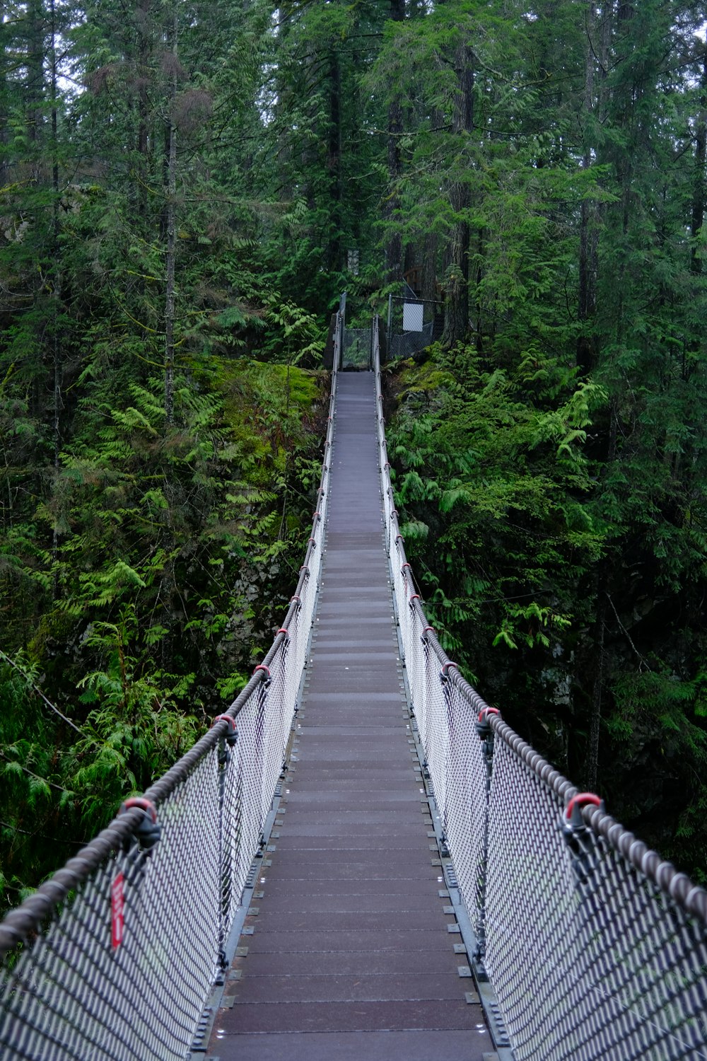 森の中に浮かぶ吊り橋