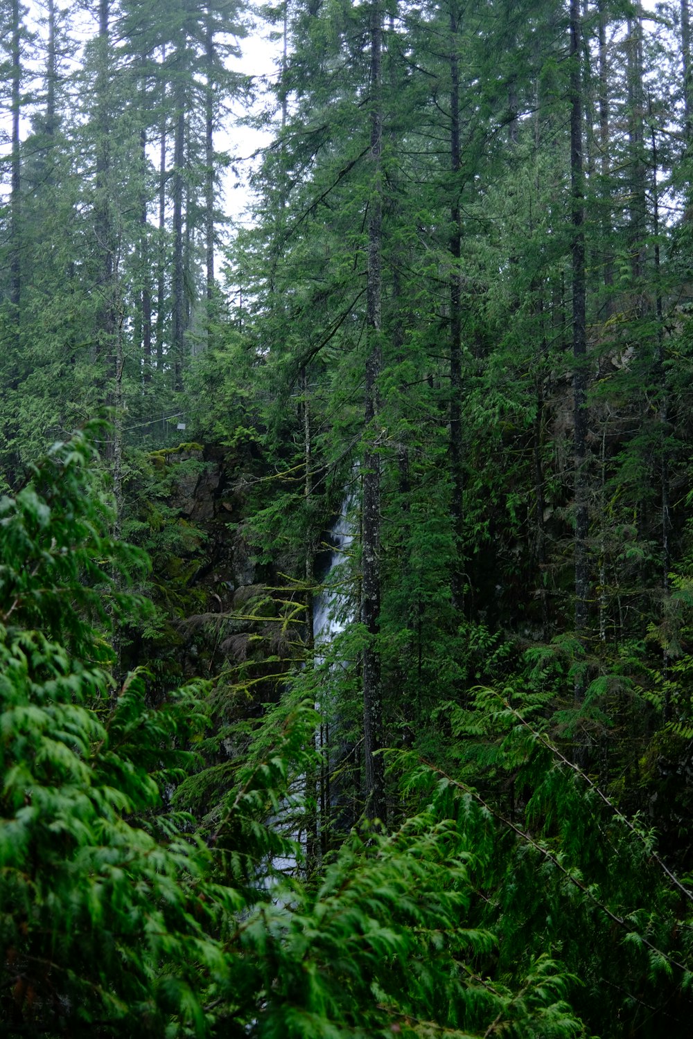 a forest filled with lots of tall green trees