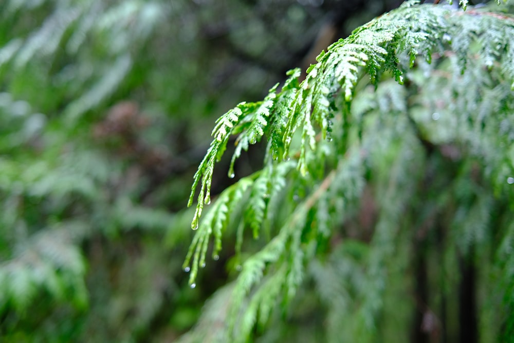 a close up of a tree branch with drops of water on it