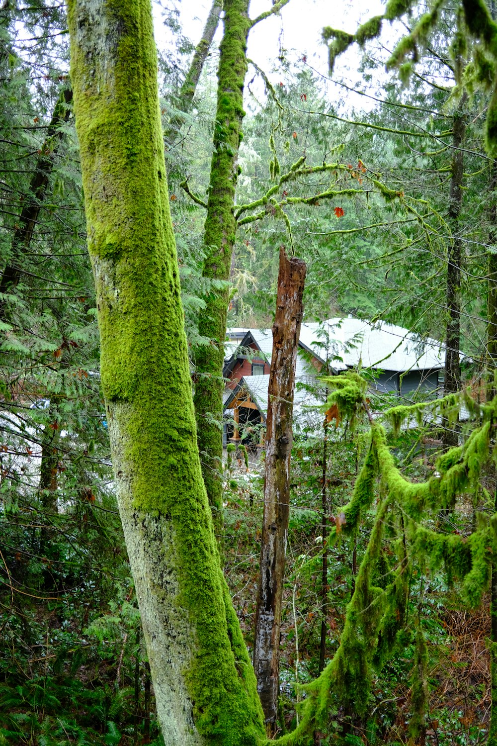 a moss covered tree in a forest with a cabin in the background