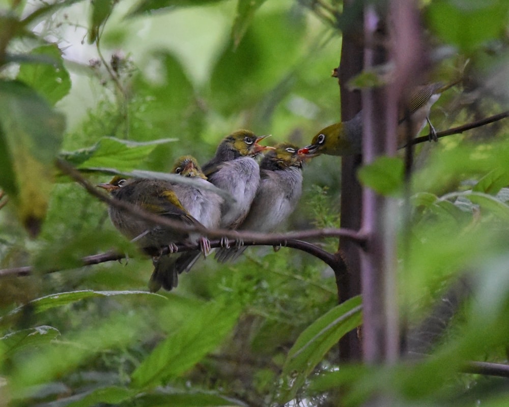 a group of birds sitting on top of a tree branch