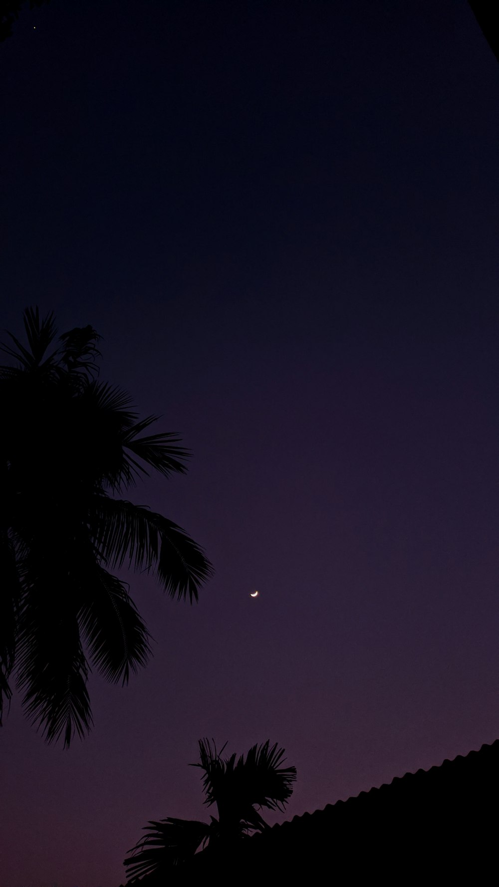 una palmera y la luna en el cielo