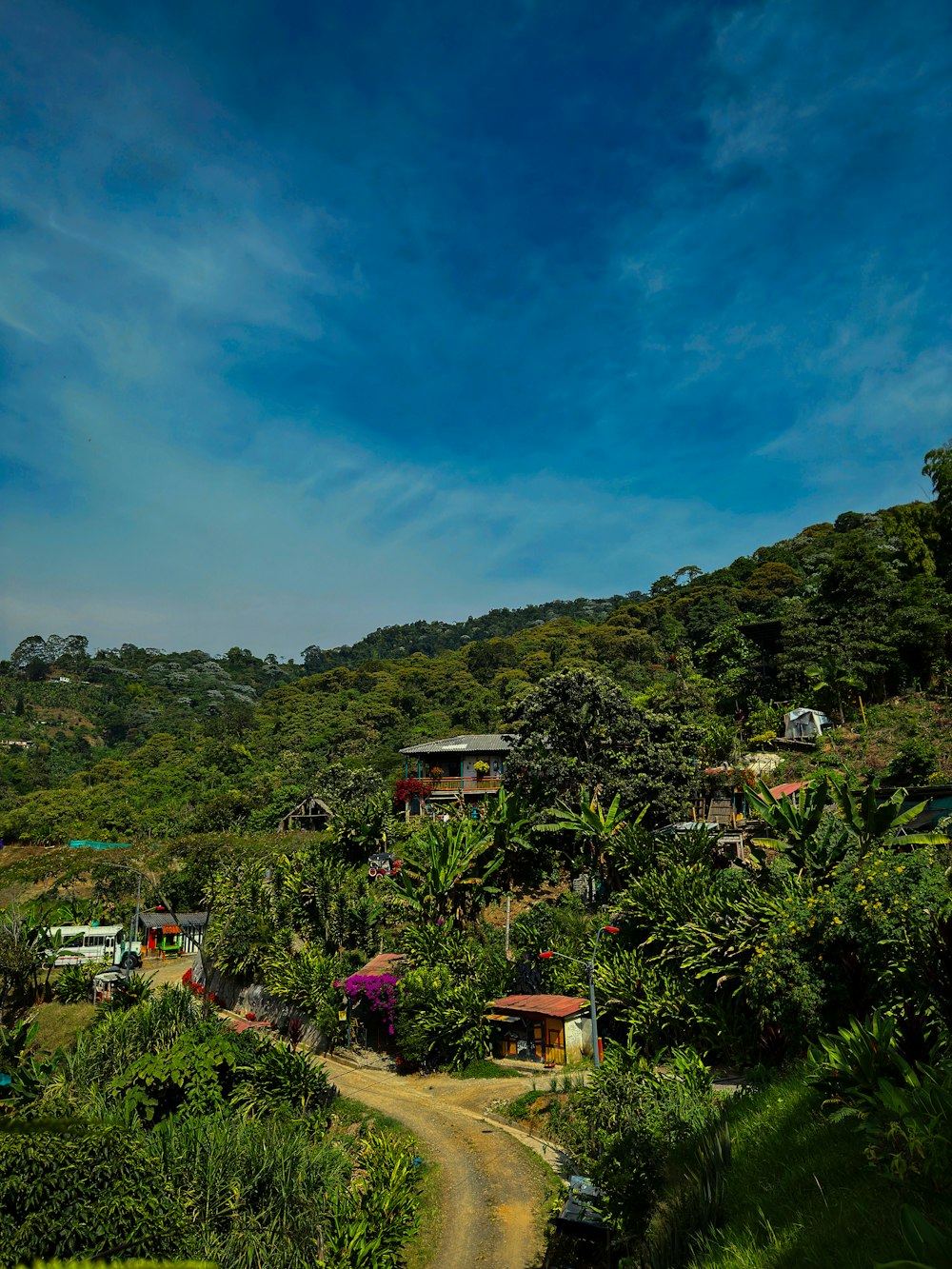 a dirt road surrounded by lush green trees