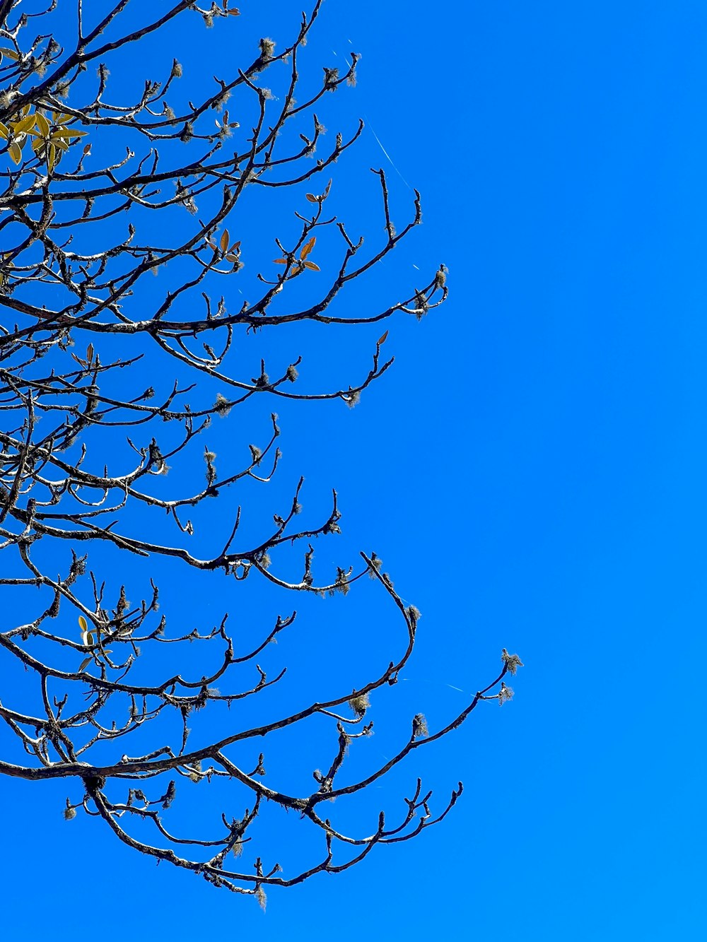 a tree with no leaves and a blue sky in the background