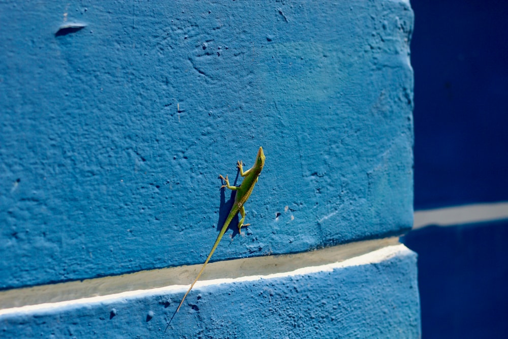 a lizard is sitting on a blue wall