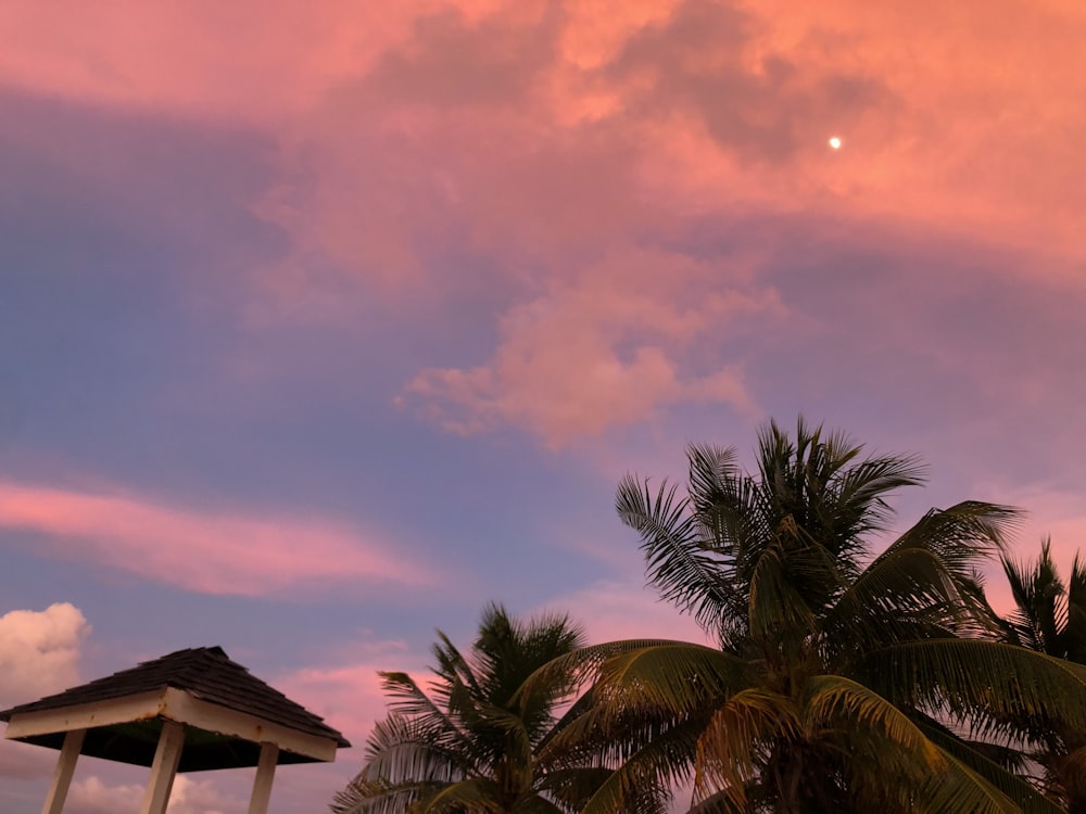 a pink and blue sky with palm trees