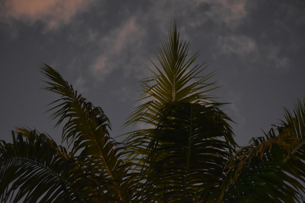 a palm tree is silhouetted against a cloudy sky